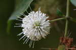 Buttonbush